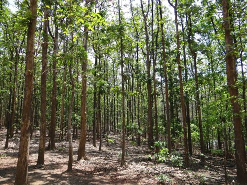 teak forests dandeli karnataka
