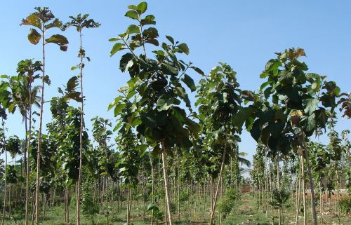 teak plantation tectona grandis social forestry