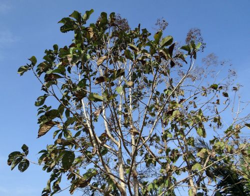 teak tree tectona grandis deciduous