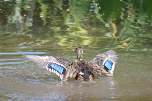 teal lake water