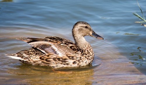teal  duck  swim