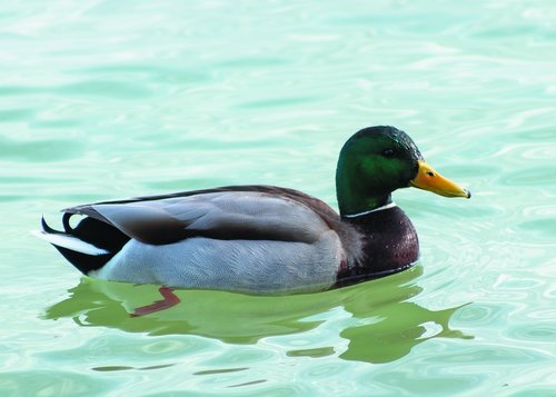 teal  mallard duck  wild ducks