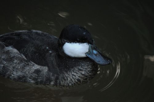 Teal Duck