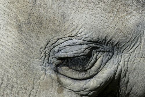 tearing elephant eye