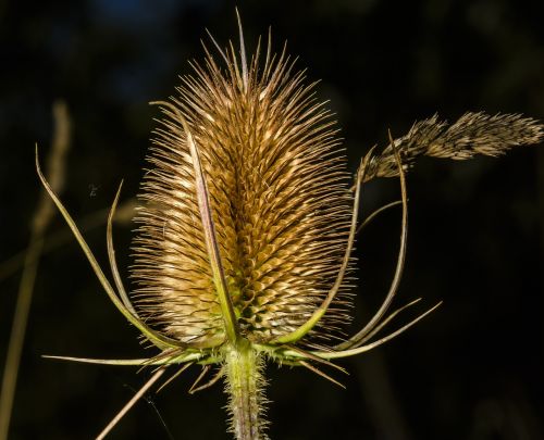 teasel flower plant