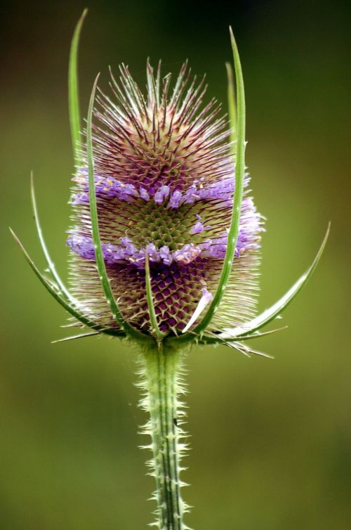 teasel plant flower