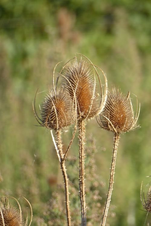 teazle dried flowers south of france