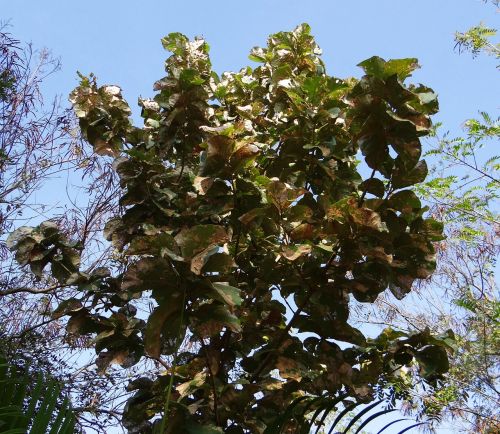 tectona grandis teak tree