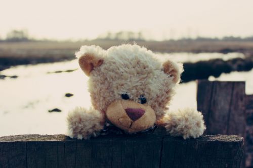 teddy teddy bear bear