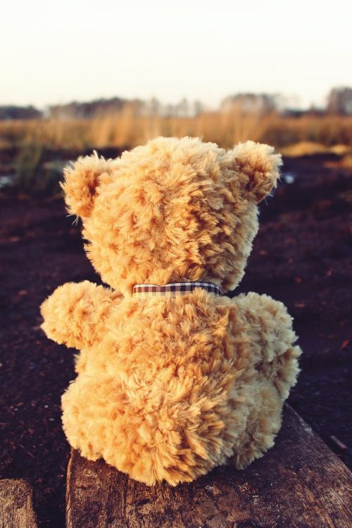 teddy teddy bear bear
