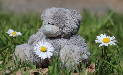 teddy flowers teddy bear