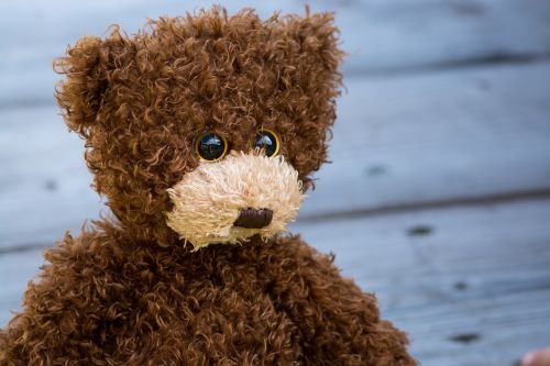teddy teddy bear brown