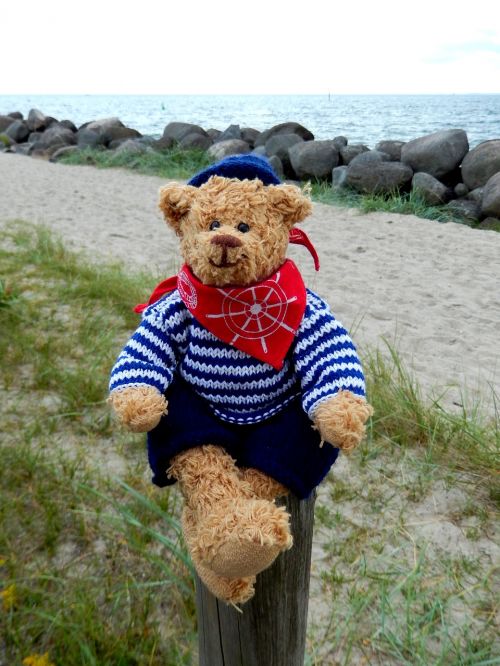 teddy teddy bear stuffed animal