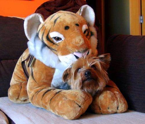 teddy tiger pet