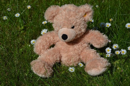teddy  flower meadow  summer