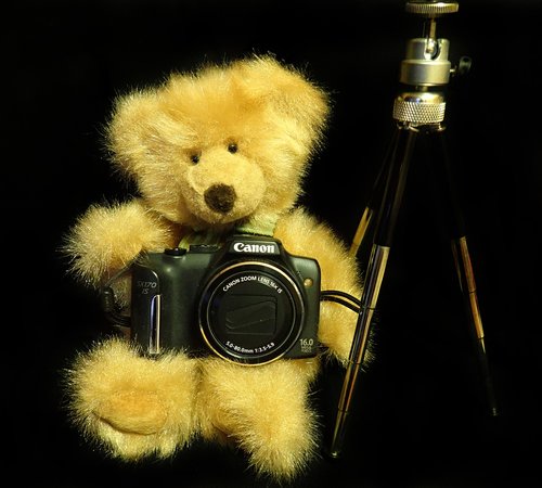 teddy  photography  toy