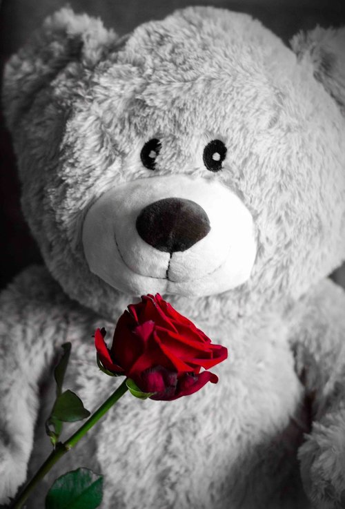 teddy  rose  love