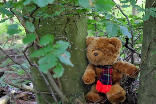 teddy  bear  tree
