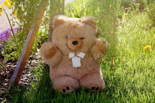 teddy teddy bear garden