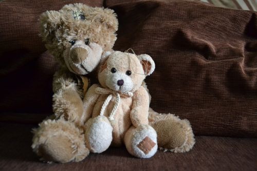 teddy bear bears misiak