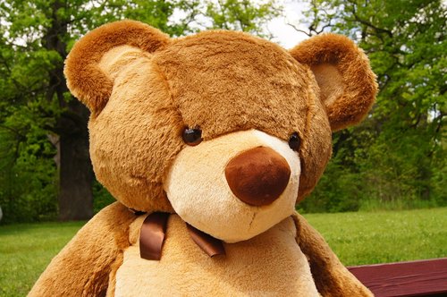 teddy bear  plush  nature