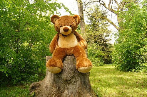 teddy bear  plush  nature
