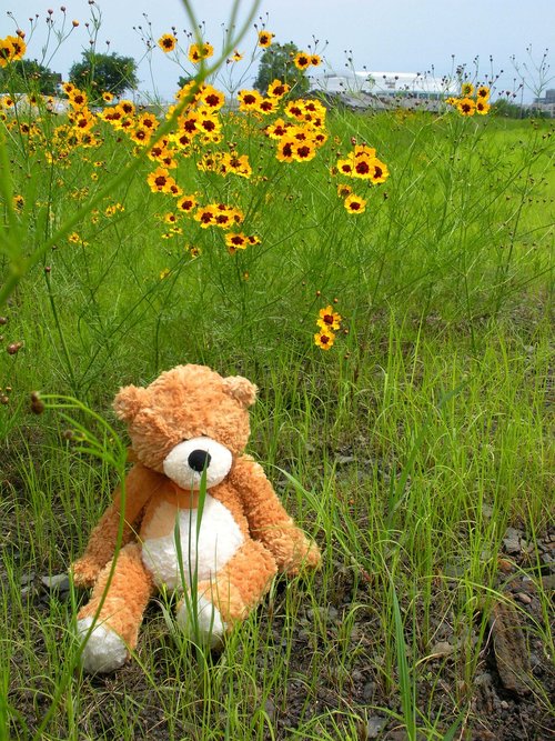 teddy bear  daisies  field