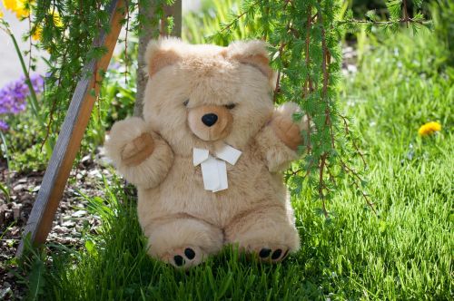 teddy bear soft toy furry teddy bear