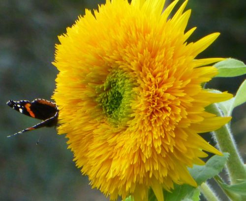 teddy bear sunflower butterfly summer