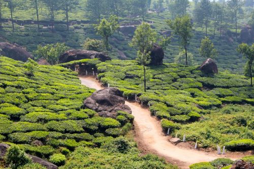 tee plantation tea plantation
