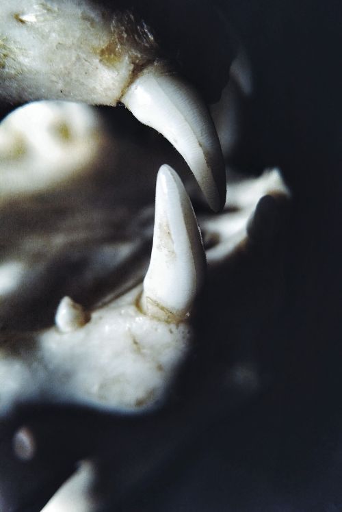 teeth tooth skull