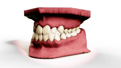 teeth jaw 3d model