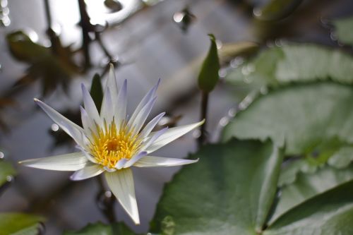 teichrose lily pond