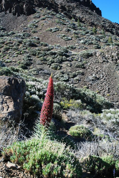 teide national park tajinaste rojo red flowers