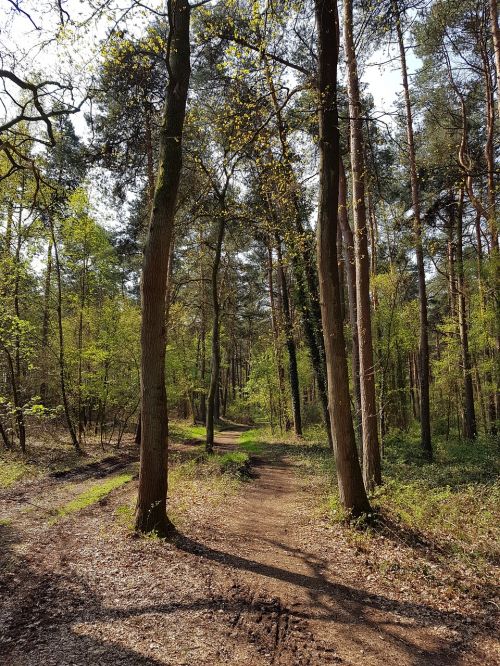 forest path trees forest