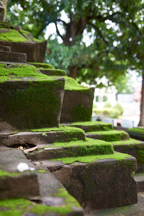 temple stairs moss