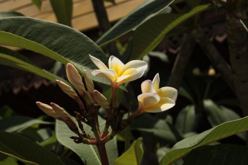 temple bloom flower nature