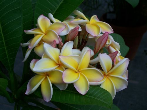 temple tree blossom bloom