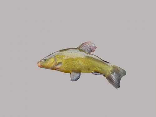 tench fishing fish