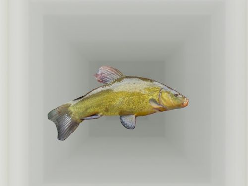 tench fish freshwater fish