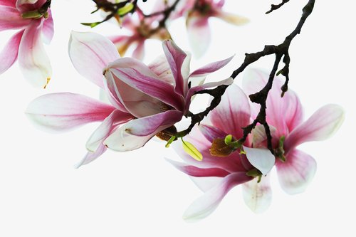 tender  magnolia  spring