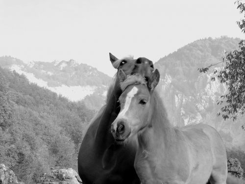 tenderness horse mom