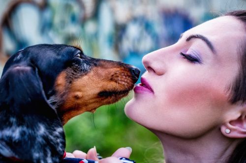 tenderness dachshund dog
