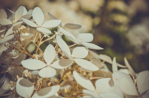 tenderness  spring  flowers