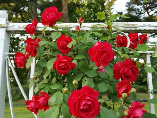 tendrils rose red rose