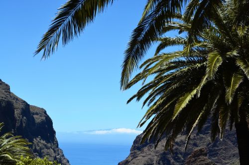 tenerife palm sea