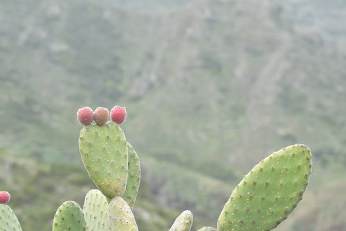 tenerife  cactus  prickly