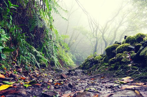 tenerife  anaga  jungle