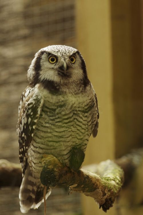 tengmalm's owl bird tallinn zoo