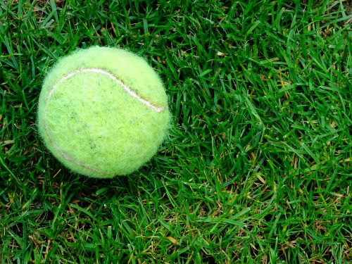 tennis-ball grass outdoor